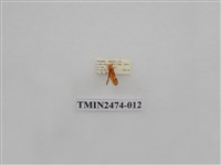 藏品(聯美苔蛾)的圖片